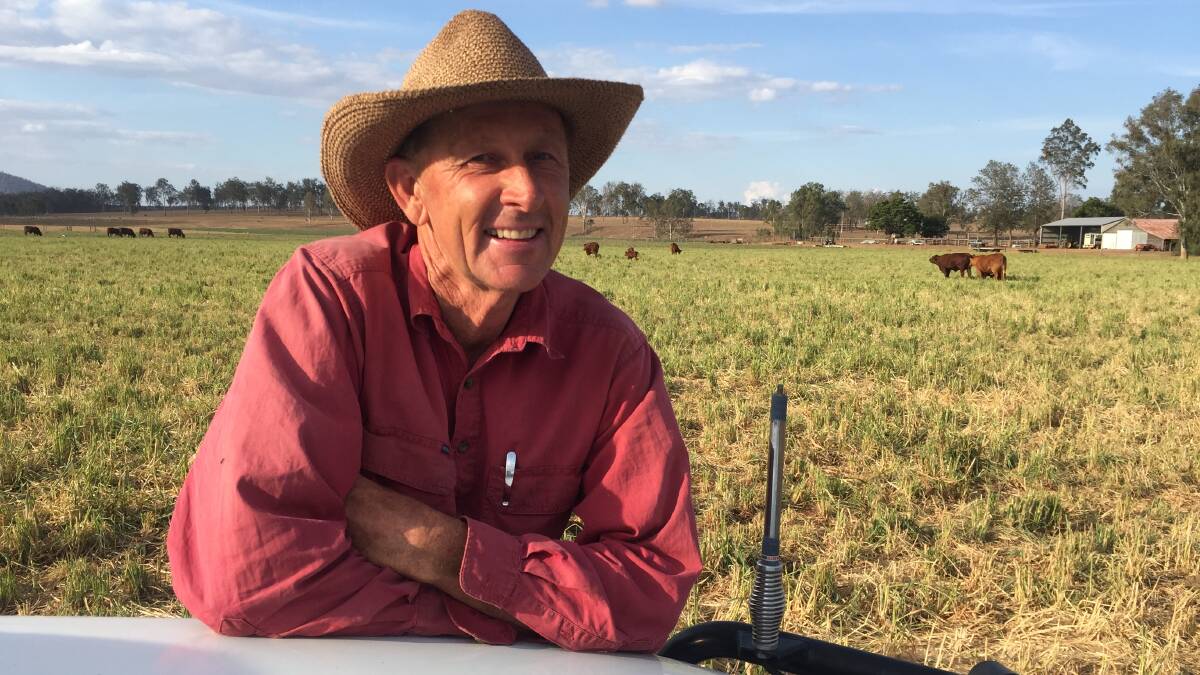 Pain relief has put horned bulls back in the mix for South East Queensland beef producer Lance Bischoff.