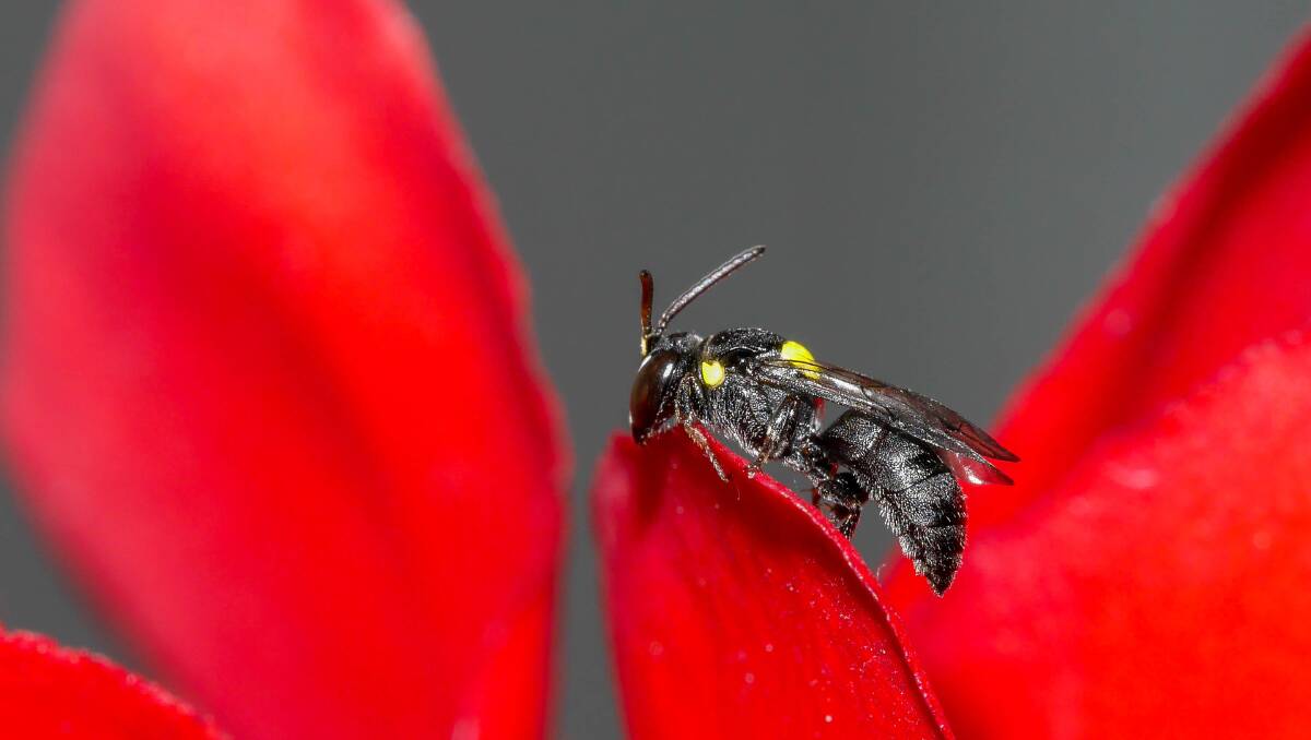 ALL THE BUZZ: Stingless bees latest weapon in arsenal to protect Australian fruit, nut, vegetable and cut flower crops. 