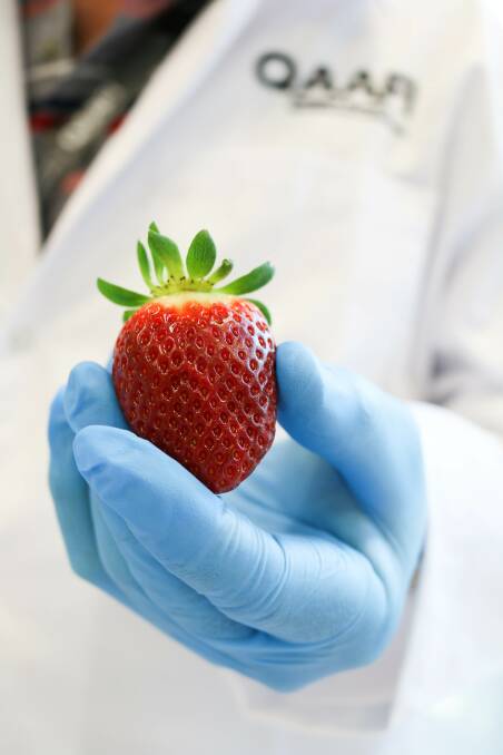 The ‘alpha strawberry’ contains up to three times more folate than a standard strawberry.
