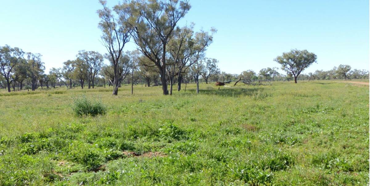 Cunnamulla property Victo has sold for $4.85 million through Landmark Harcourts.