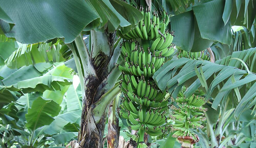 Tableland banana growers urged to book their Panama disease surveillance visit on 13 25 23.