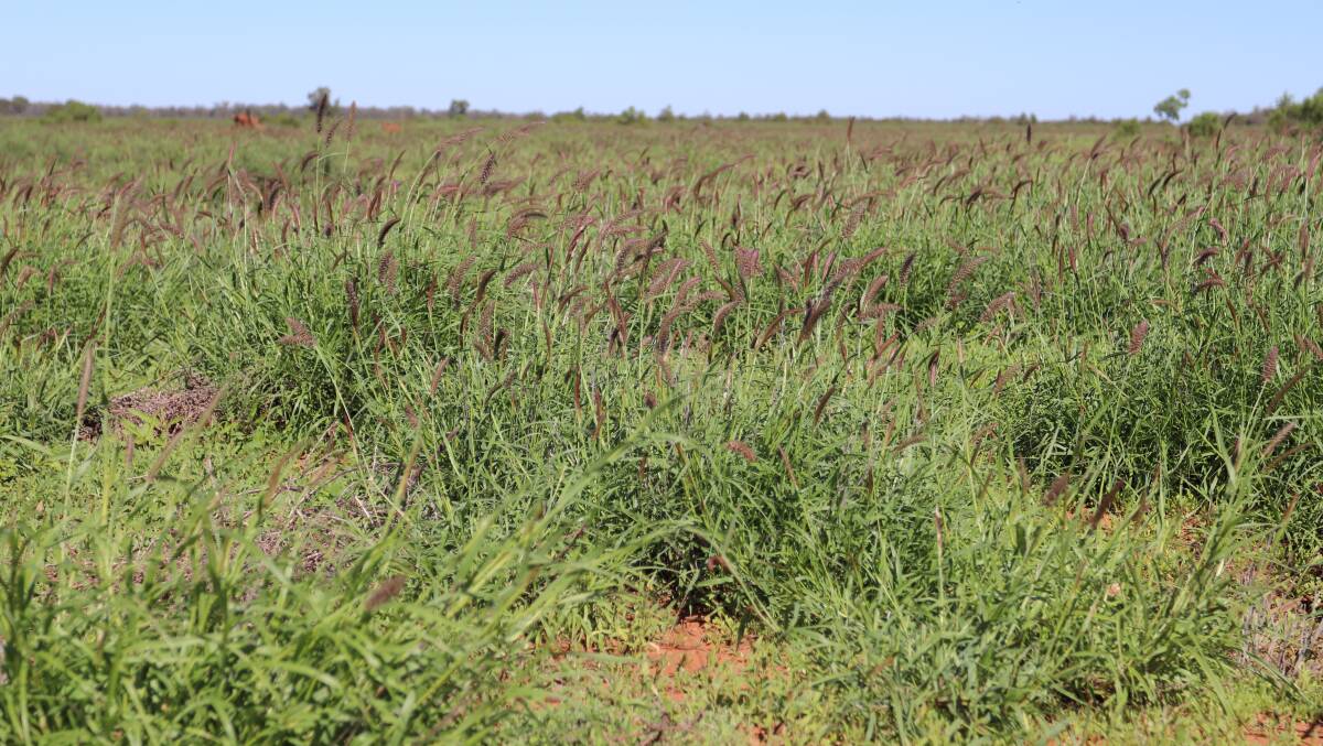  JUNE 7 AUCTION: About 5260ha of Combanning has been pulled and seeded to buffel grass. 