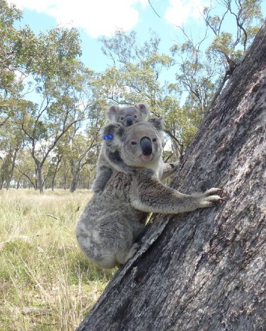 REHABILITATION: Koalas are thriving at the New Acland coal mine near Oakey.