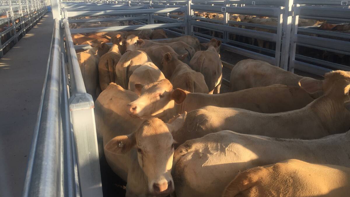 3000 HEAD: Thursday's annual all breeds steer sale at the Burnett Livestock Exchange is Biggenden is set to fire.