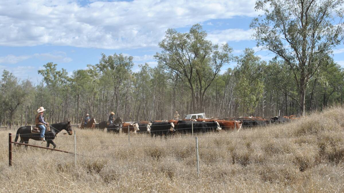 Pain relief critical for Havelock herd | Video