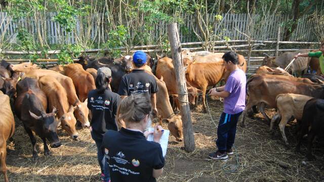 There are an estimated 1.6 million cattle and 775,000 buffalo in Laos. 