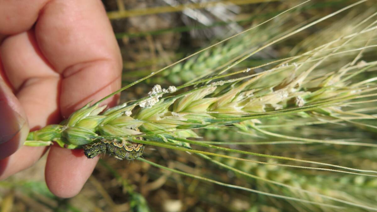 Virtually all of the helicoverpa in cereals are Helicoverpa armigera.
