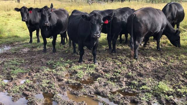 Pasture damage is often worst in areas where cattle loaf or congregate such as shade or near water and feeding areas.