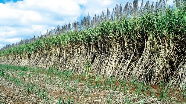 MARKET POWER: Cane farmers are likely to be able to collectively bargain cane supply and related contracts with millers and sugar marketers.