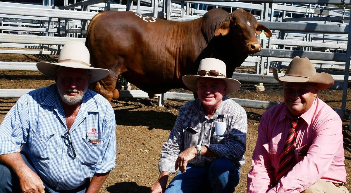Second top price at $40,000 was the polled 24 month old Redskin Kung Fu, with breeder Ken Rutherford, buyer Terry Piggott, Aldinga Pastoral, Rolleston, and Elders auctioneer Randall Spann.