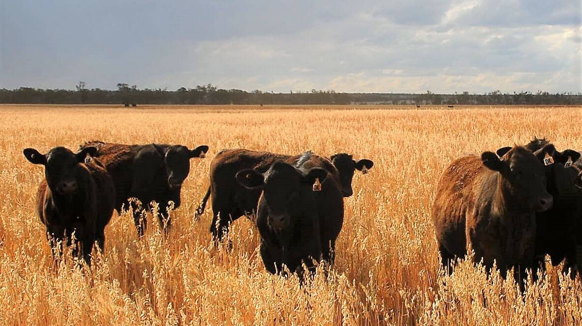 WALK IN, WALK OUT: The leading western Darling Downs cattle breeding enterprise Dalkeith is on the market through JLL Agribusiness.
