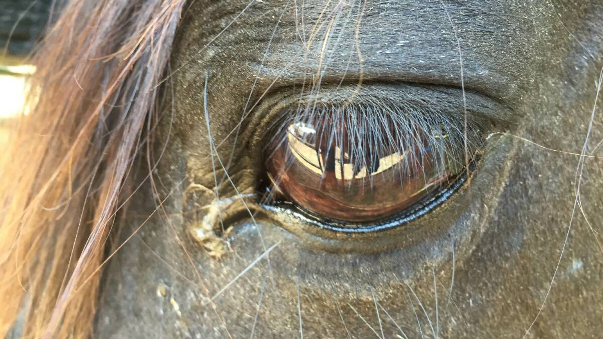 Producers have been warned that a court case involving the gelding of a horse could set a precedent for all livestock industries.