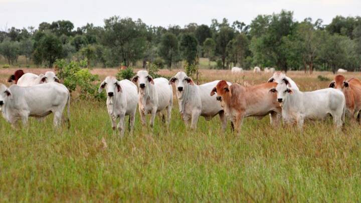 JUNE 14: The Dingo property Namoi will be offered with 780 branded cattle when it is auctioned by Ray White Rural.