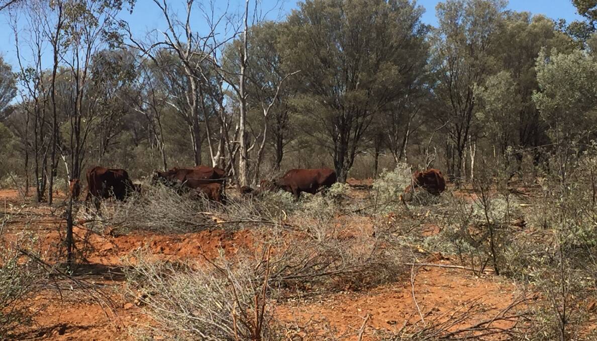 Using mulga as a fodder resource remains in the spotlight.