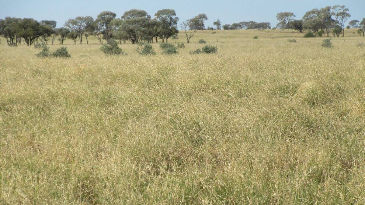 ELDERS: The 16,594 hectare Isisford property Gundoo will be auctioned in Longreach on August 21.