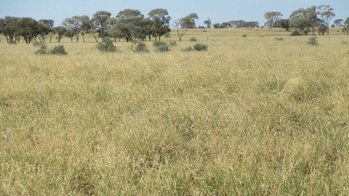 ELDERS: The 16,594 hectare Isisford property Gundoo has sold at auction for $3.4 million.