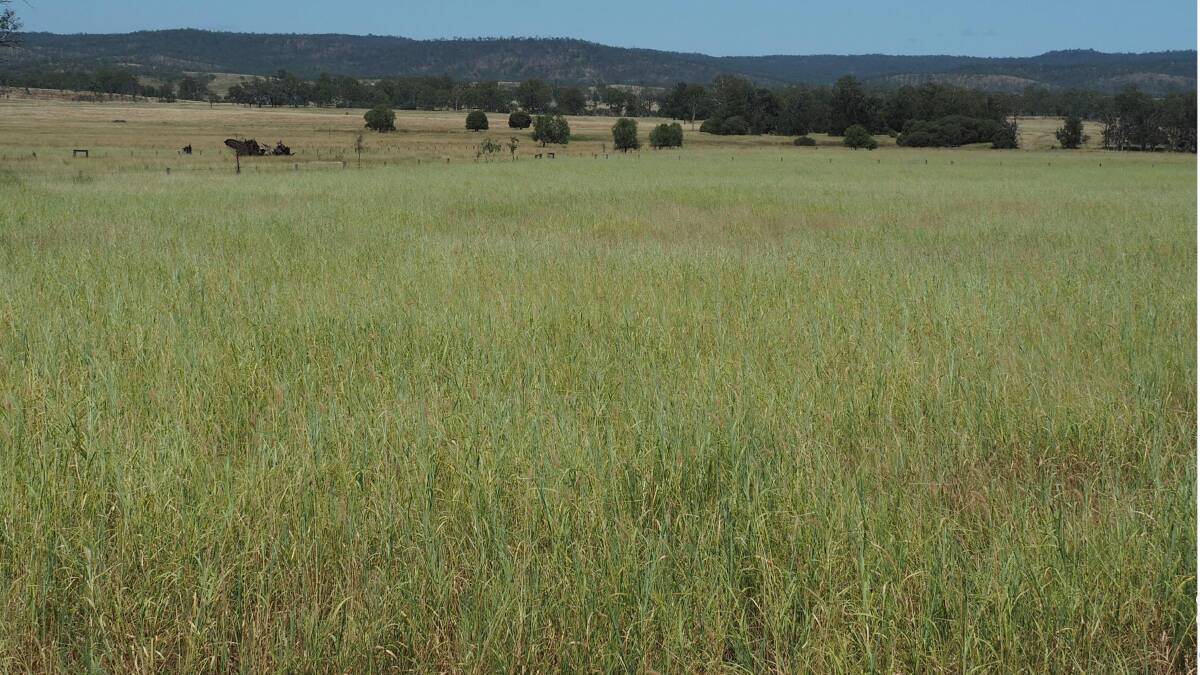 Elders: The 1690 hectare Biloela district property Ferndale has sold at auction for an impressive $10.8 million. 