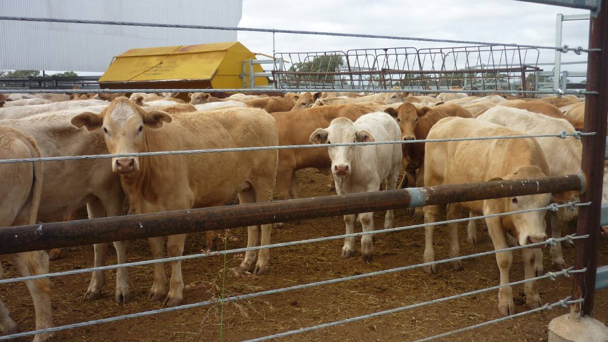 Caledonia is estimated to run between 3000 to 4000 dry cattle, depending on the season and the age of the cattle.