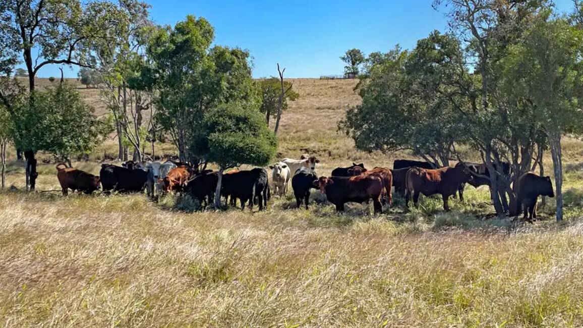 Ray White Rural: The 522 hectare Goovigen property Brentwood will be auctioned in Biloela on August 24.