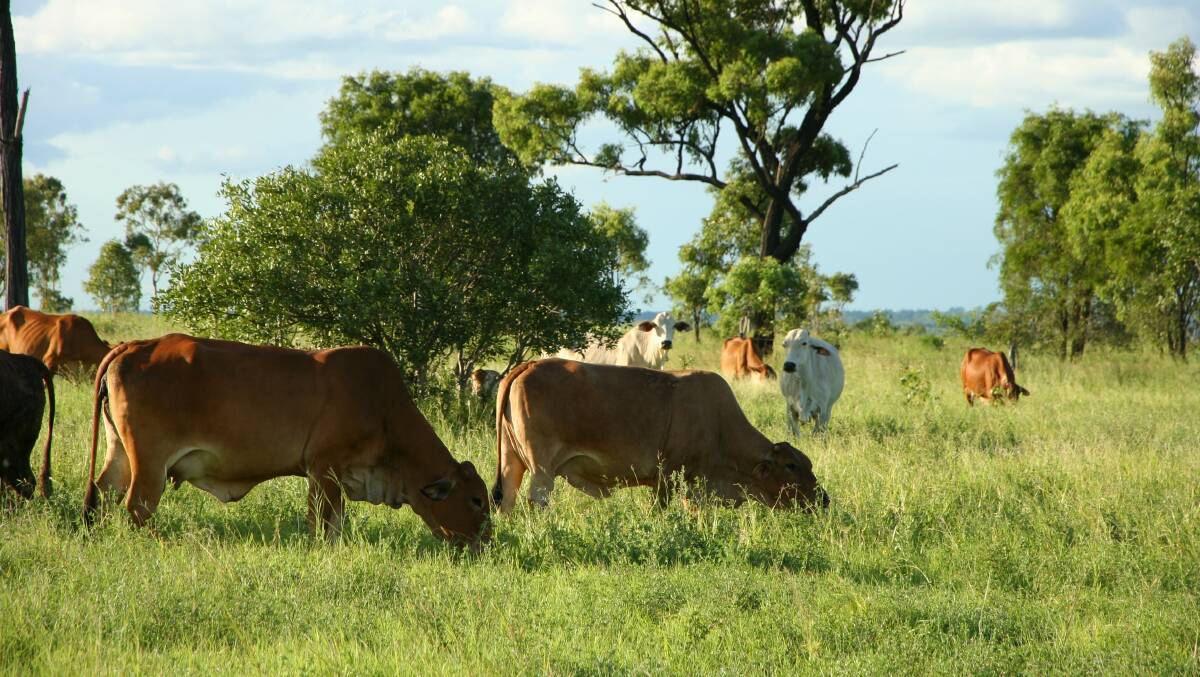 The Fitzroy region's 17,638 hectare Jimarndy aggregation is on the market, including about 4500 cattle.