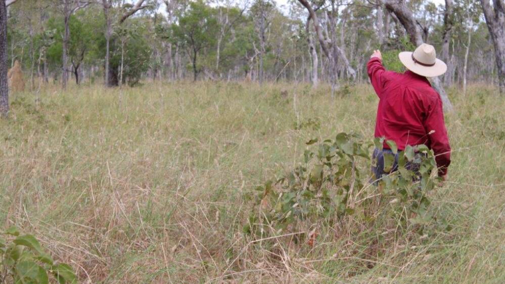 ELDERS: Negotiations are continuing on the 85,430 hectare far north Queensland pastoral holding Bamboo Station. 