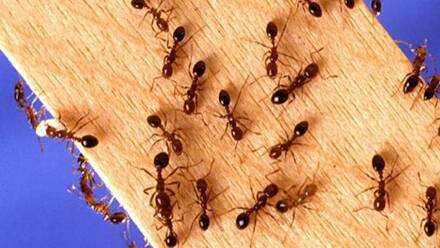 BIOSECURITY RISK: Aggressive tramp ants have been successfully managed at the Port of Brisbane.