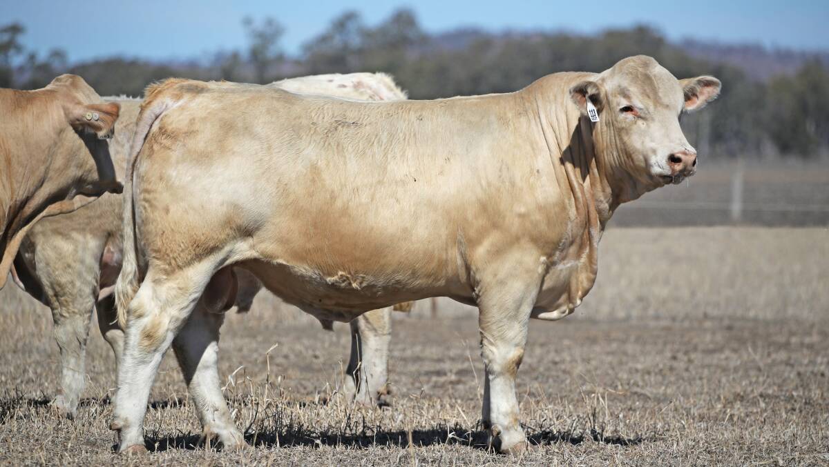 Condon Grazing Company, Conjuboy, Mt Garnet, paid the equal top price of $22,000 for Ascot Manpower, another homozygous poll.