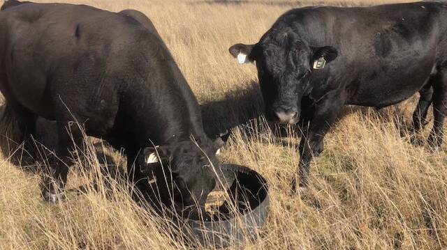 Chelated trace minerals should be used for bull development as they are more easily absorbed. 