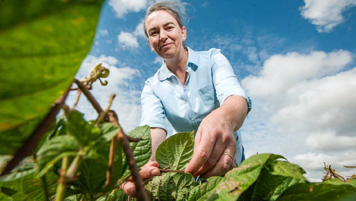 When P. thornei is present in paddocks at damaging populations it can be managed by growing tolerant crop varieties says USQ researcher Kirsty Owen. 