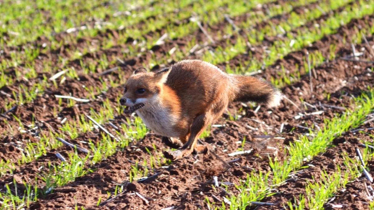 Fox on the run. Photo - Rebecca Duffy and the Invasive Animals CRC.