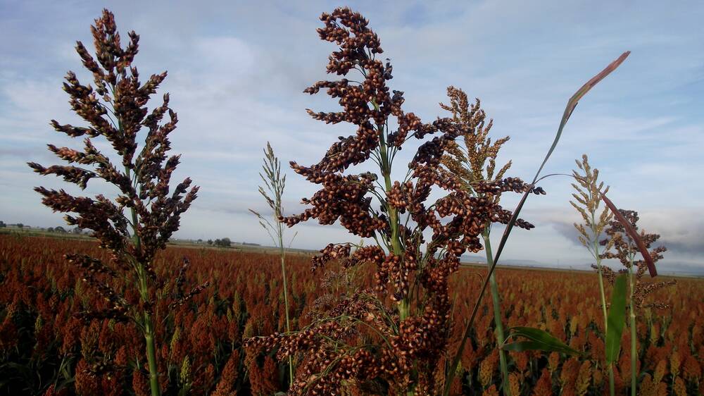 CLASS ACTION: Sorghum growers are seeking compensation from Advanta Seeds for their farm businesses impacted by the weed shattercane.