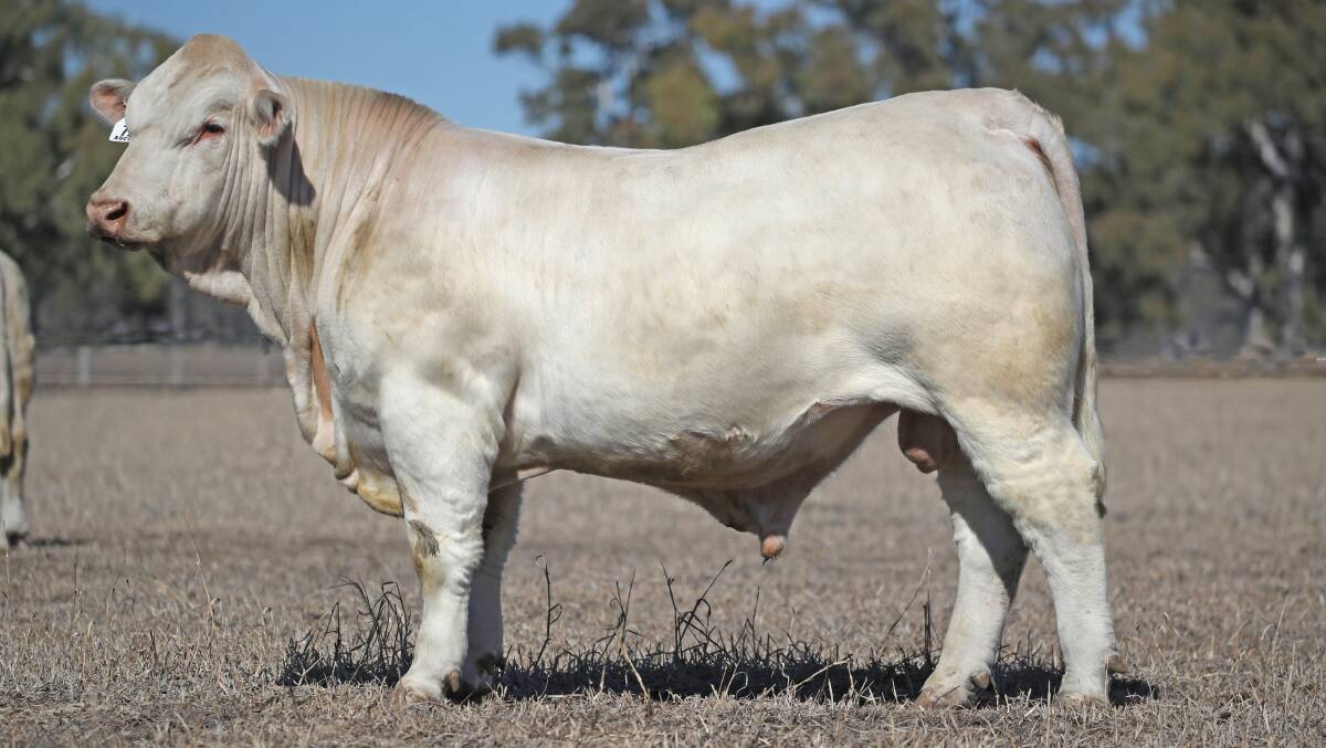 Alister and Joanne McClymont, Burleigh Station, Richmond, paid the equal top price of $22,000 for the homozygous poll Ascot Market Leader. 