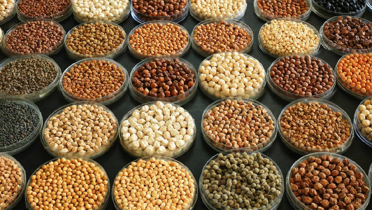 Scientists have identified genes in chickpeas that can enhance yield, increase resistance to drought, heat stresses and disease, and improve nutritional qualities.