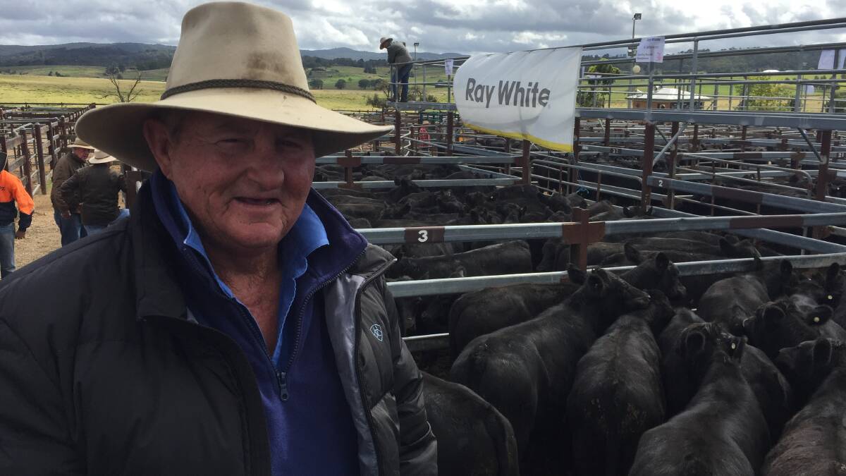 Ray White Livestock's annual Tenterfield weaner sale
