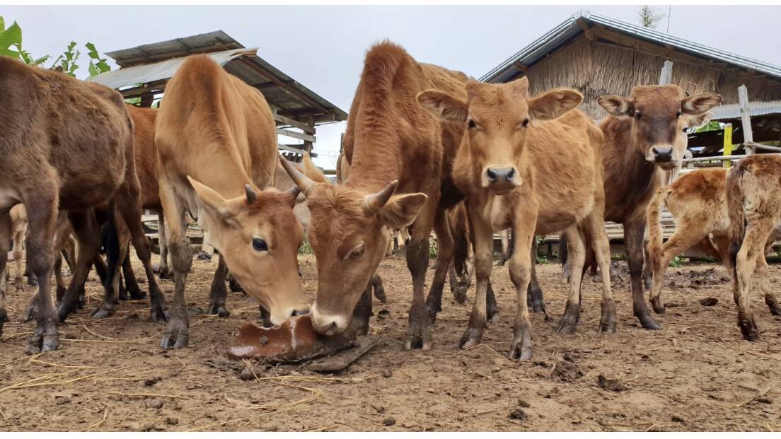 A major breakthrough has been the introduction of forage systems to improve the dietary base and more recently, molasses feed blocks.