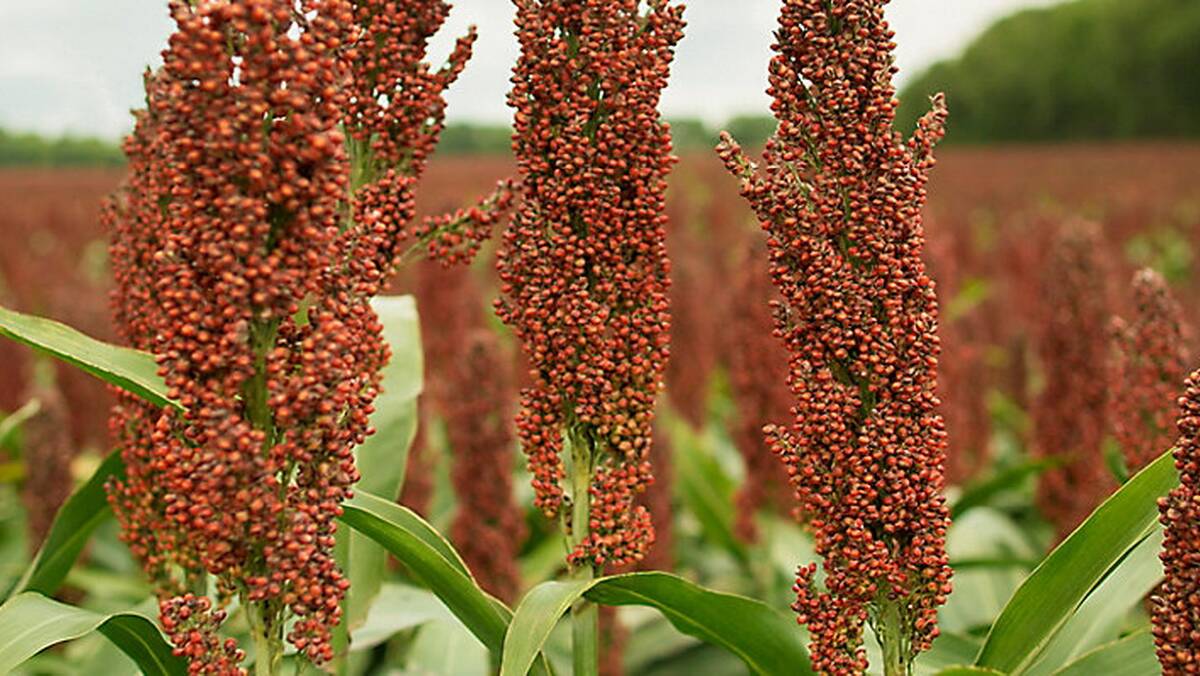 Further development work of the new sorghum is expected to be carried out in the US.