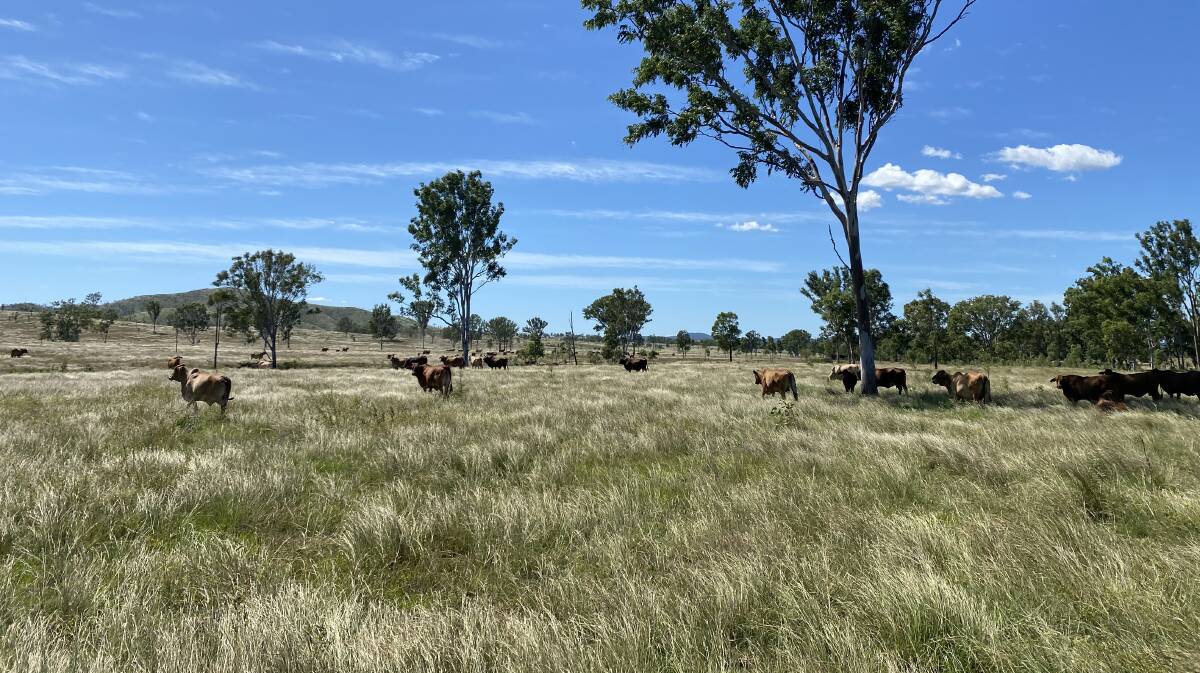 Nutrien Harcourts GDL: The well developed 4728 hectare Calliope property Alarm Creek is headed to auction in Rockhampton on June 14.