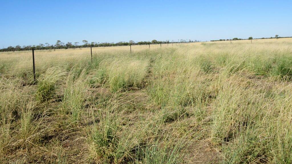ELDERS: The 7113 hectare Barcaldine property Bellara is estimated to carry 600 breeders or 1000 weaner cattle.