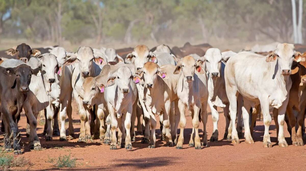 The beef industry's goal of becoming carbon neutral will be best embraced by industry through improvements in productivity, says one of Australia's largest beef producers. Picture - MDH