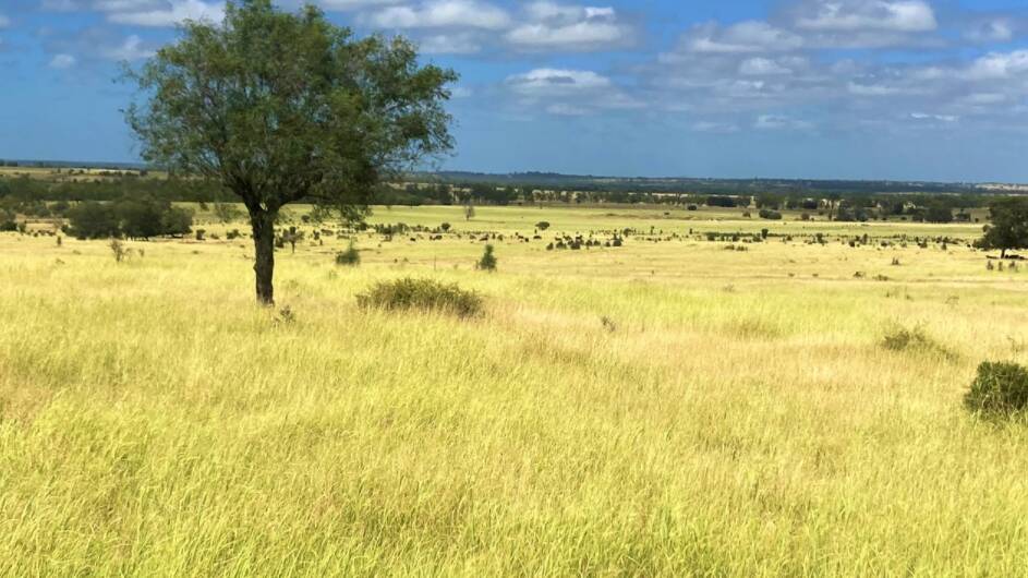 Nimity's pastures have been ripped, renovated and improved with buffel, Queensland blue, bambatsi, Rhodes grass, sabi, bissett, and desmanthus. 