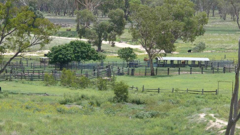 Glenleigh is said to have consistently carried the equivalent of 1200 breeders plus progeny to weaning.