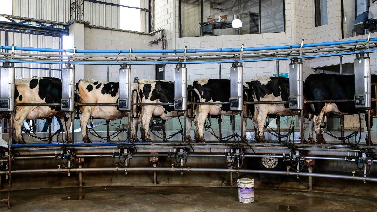 The cows are milked three times a day, producing an average of 34.7 litres a day. 