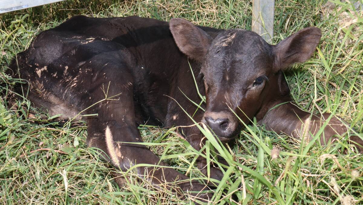 RURAL CRIME: Police have located stolen calves on a property at Yuleba North.