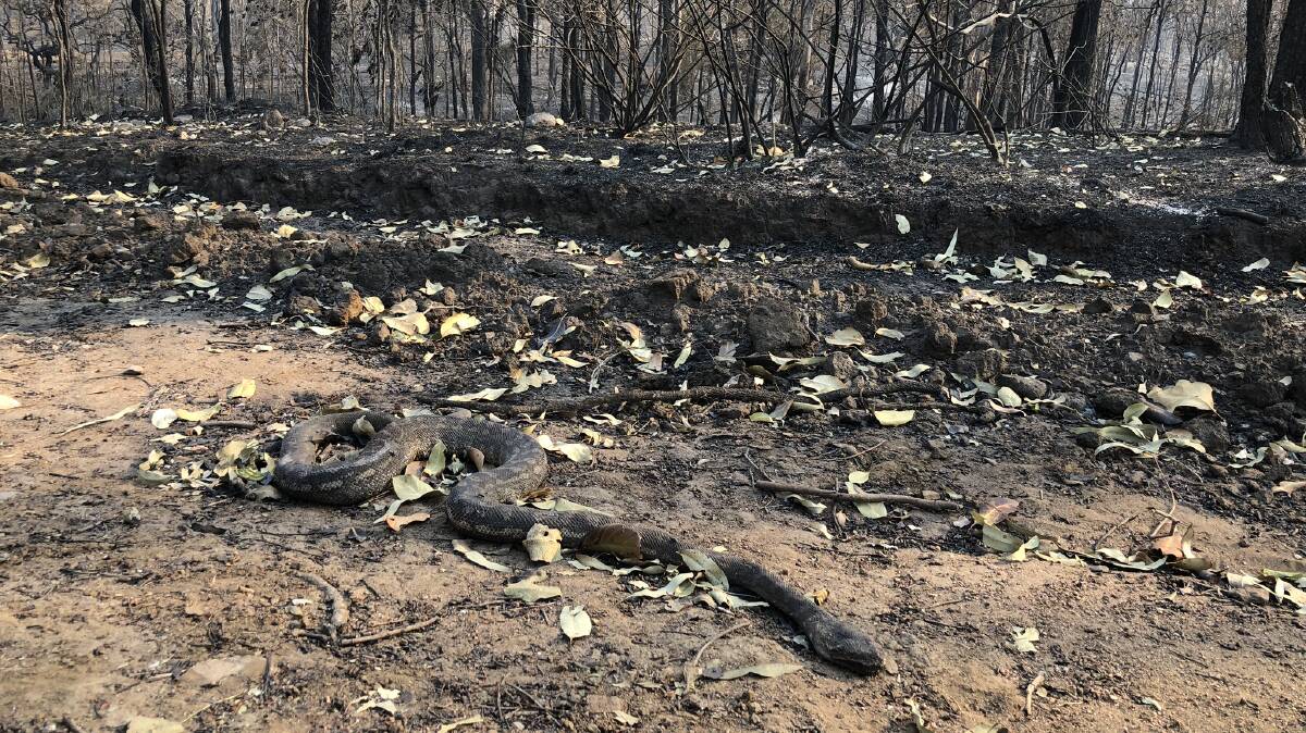 A 2.4m carpet python dead found dead in the Bulburin National Park following the fire. 