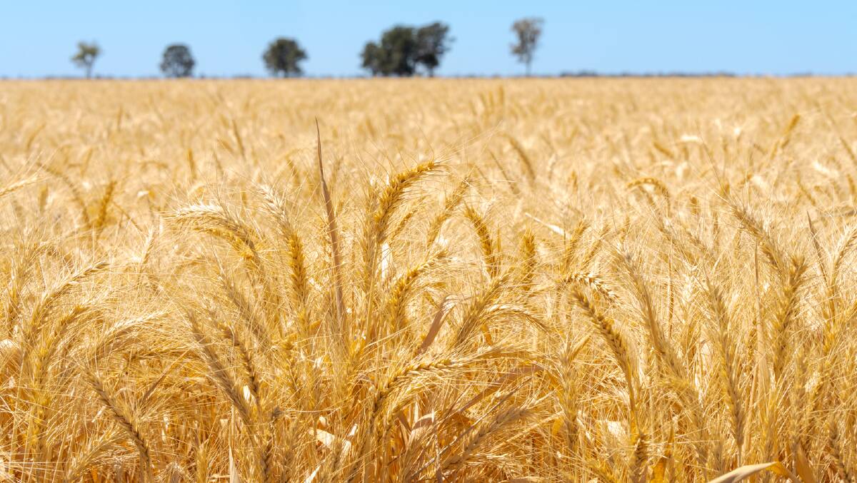The country is well suited to a variety of summer crops including cotton and sorghum, with winter cereals, canola and chickpeas are also grown in rotation. Picture supplied