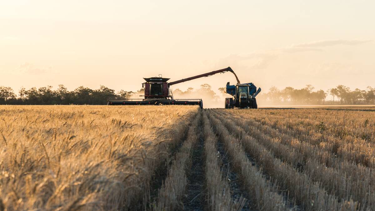 Wheat still represents a significant portion of the rotation on Kioma Farming's areas of lighter clay soils, less prone to cracking. Photo: Stef Oostvogels