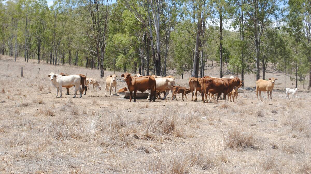 Cows and calves in good condition despite the tough season on Aroona.