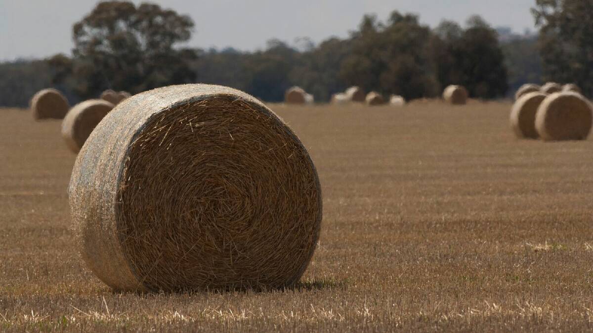 ​DROUGHT FEEDING: Landholders are being advised to take precautions to reduce weed spread if buying in hay or grain to feed livestock.
