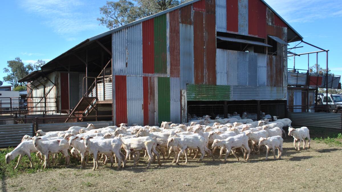 Freshly shorn sheep at Glenelg, Mungallala.