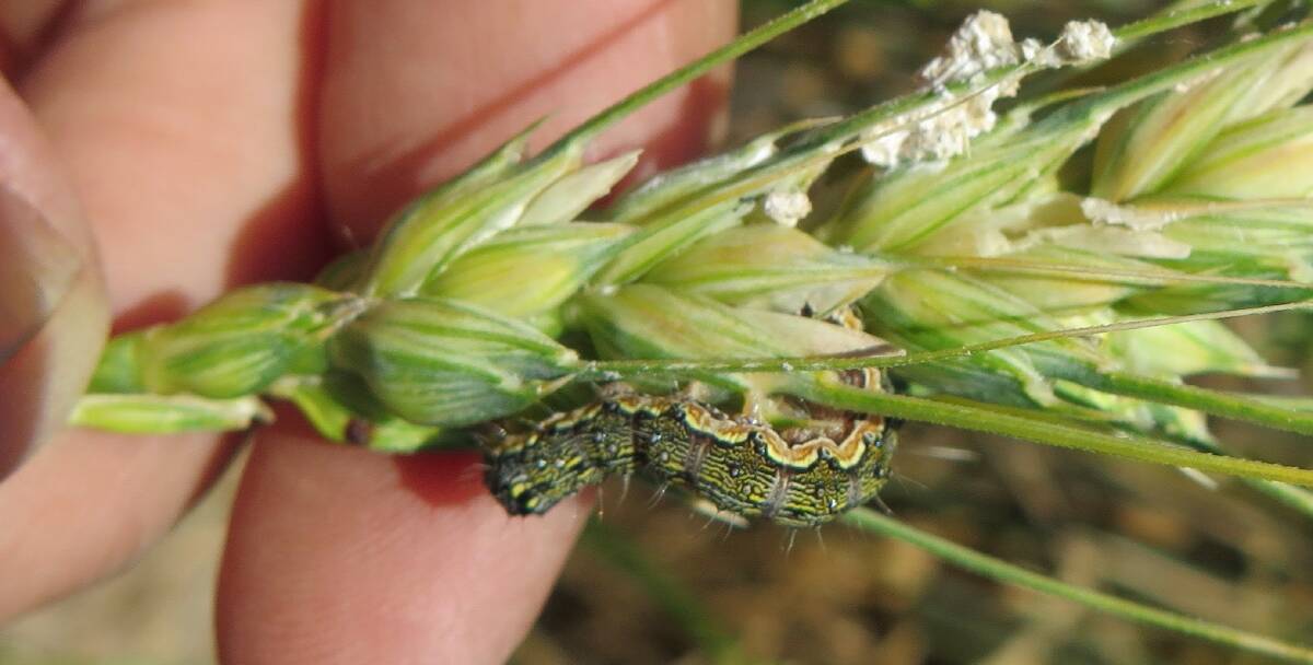 INSECT PEST: Grain growers are being urged to be aware of the potential for large populations of Helicoverpa armigera in winter cereal crops. 